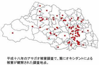 平成十八年のアサガオ被害調査で、葉にオキシダントによる被害が観察された調査地点