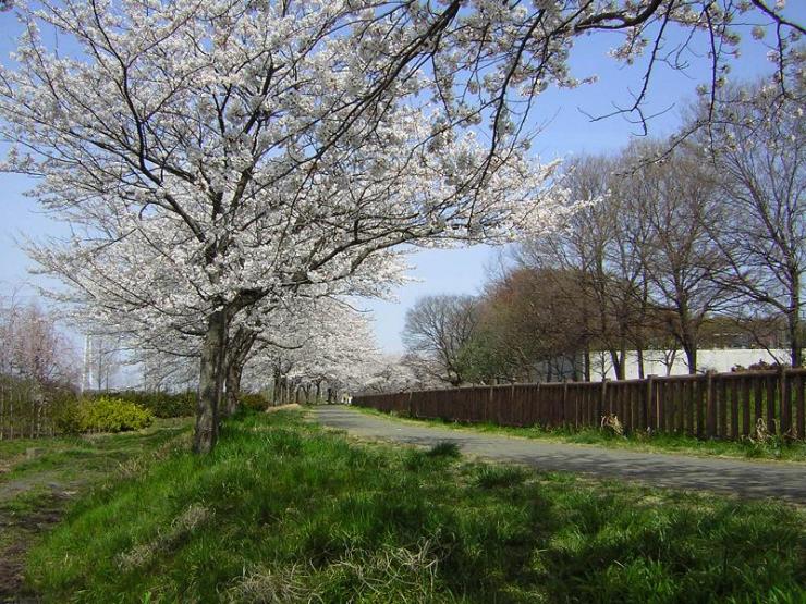 春の見沼の風景