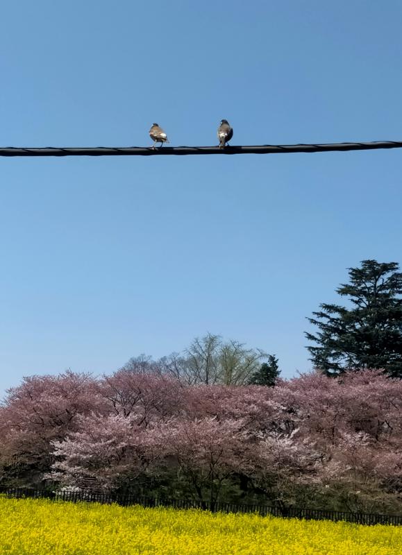 佳作（花鳥彩空）