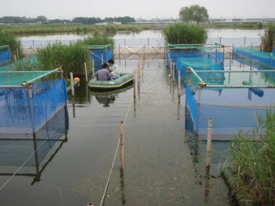 山ノ神沼の実験施設及び再生した「淡水の森」（沈水植物エビモ）