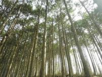 写真：ヒノキ（少花粉）
