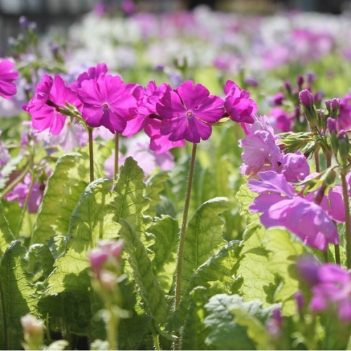 サクラソウの花の写真