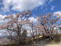 5分咲き程度のもの