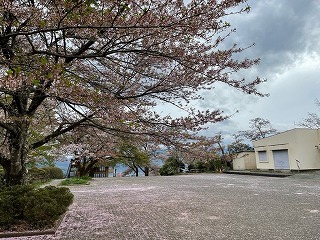 イベント広場の散ってしまったソメイヨシノ