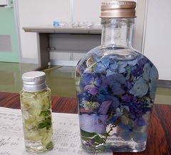 アジサイのハーバリウム。左の小瓶は緑色のアジサイを利用したもの。右の大びんは青いアジサイを利用したもの。