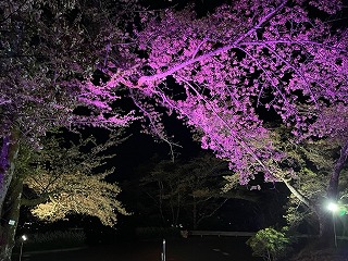 ピンクと白で照らされたソメイヨシノの枝
