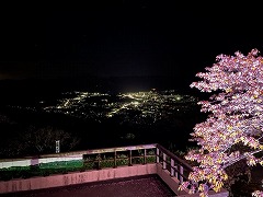 秩父盆地の夜景を眼下の望む、右端にライトに照らされたソメイヨシノノ枝