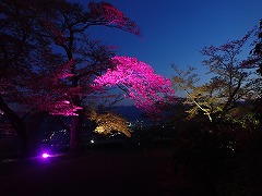 夜景を背景にピンク色に照らされたソメイヨシノの枝、陽が暮れた直後
