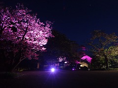 ピンク色のライトに照らされた桜、光源が眩い