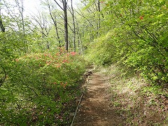 ツツジ園地西の遊歩道の写真、ほとんど葉の状況、新緑が綺麗