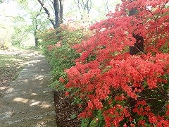 東園地の遊歩道沿いにあるヤマツツジ、見頃