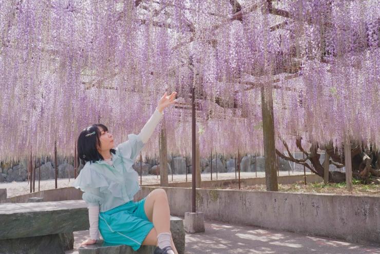 アンゴラ村長と藤の花