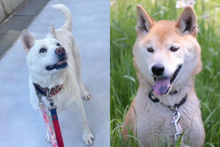 保護犬のゆりちゃんとサブちゃん