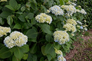 咲き始めのアジサイの株、周りは薄水色で真ん中あたりは黄色のグラデーション