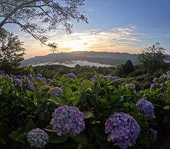 秩父の山々から出てくる朝日に照らされたアジサイ。