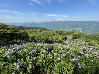 展望台から見下ろしたアジサイ。背景には皆野町の山々。青空に映える。