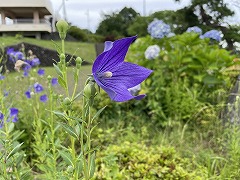 キキョウのアップの写真。背景にはアジサイやキキョウ。