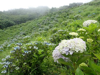 かなり色づいてきた薄水色のアジサイの斜面、手前には見頃の白いアジサイ