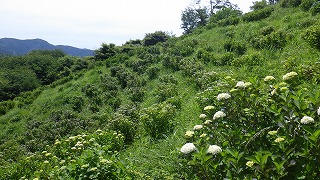 斜面に植わっているアジサイの全体写真、手前には咲き始めの白いアジサイ