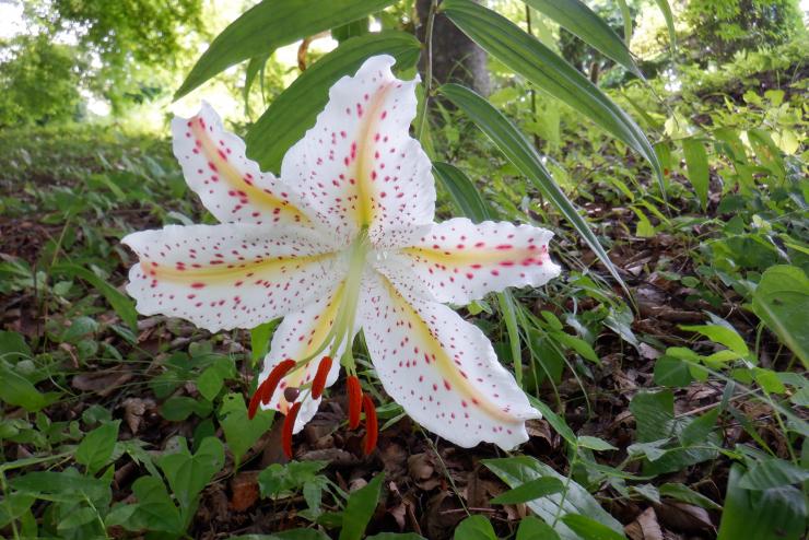 ヤマユリ。大人の手のひらサイズの大きな花を咲かせている。