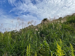 斜面に生え広がるススキ。