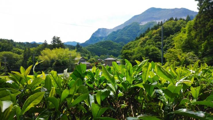 横瀬町の茶畑