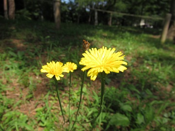 ブタナの花