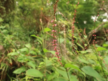 ミズヒキの花