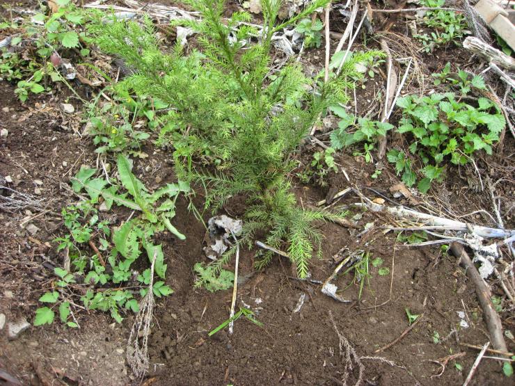 沖電気工業_森林整備植え付けの木