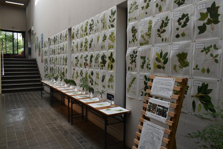 樹種見分け方展示_全景