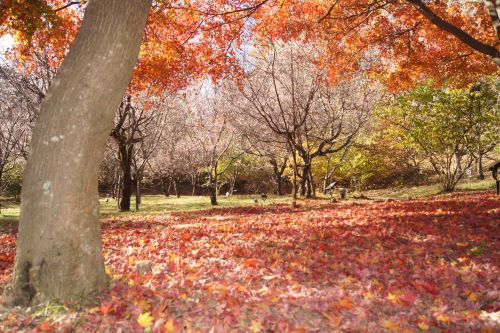 紅葉越しに見える冬桜