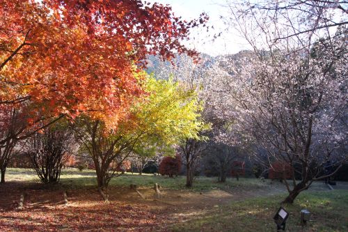 紅葉と冬桜