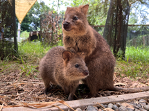 こども動物自然公園