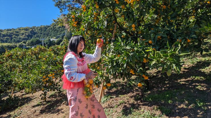 寄居のみかん