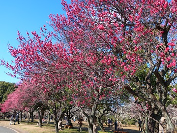 駐車場側の紅梅