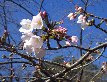 開花したサクラ1