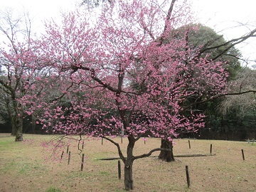 舟遊池南岸の紅梅