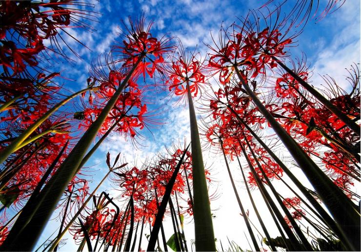 入賞A写真「青空に咲く」