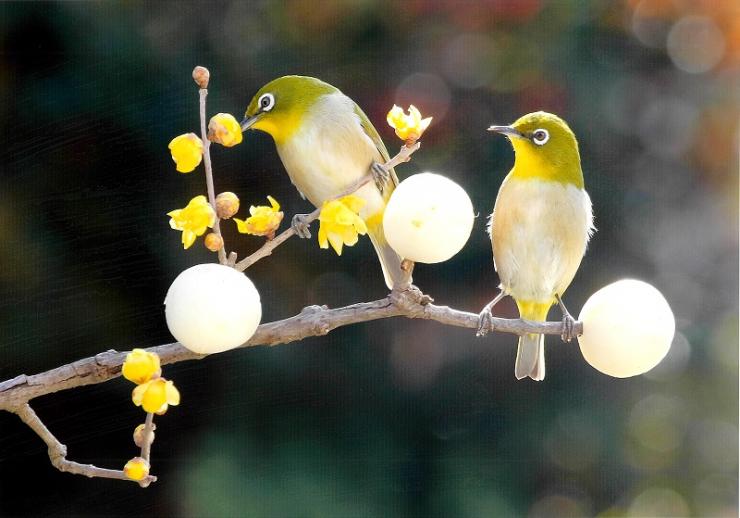 写真：小正月のまゆ玉