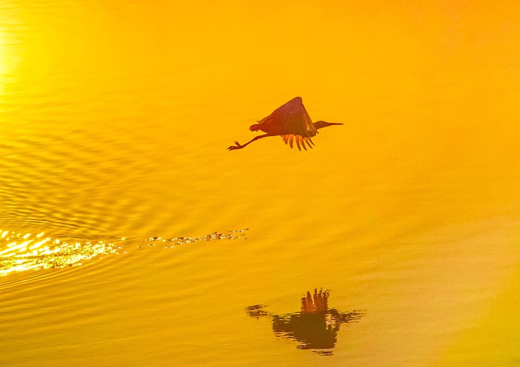 夕陽の中を飛ぶ鳥の写真