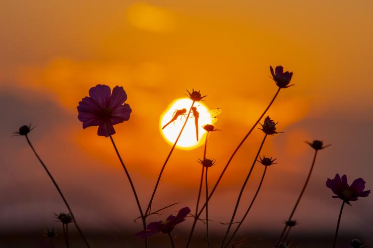 二頭のトンボが夕日を背景に止まっている写真