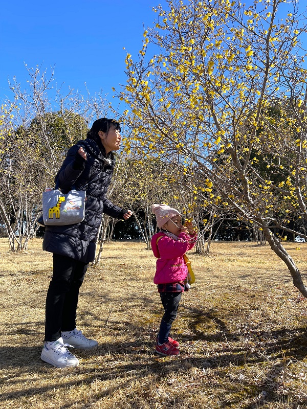 蝋梅の香りを楽しむ子どもと母親の写真