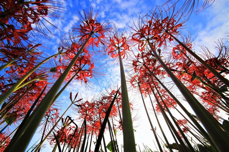 彼岸花を地面の近くから撮影し青空を背景にした写真