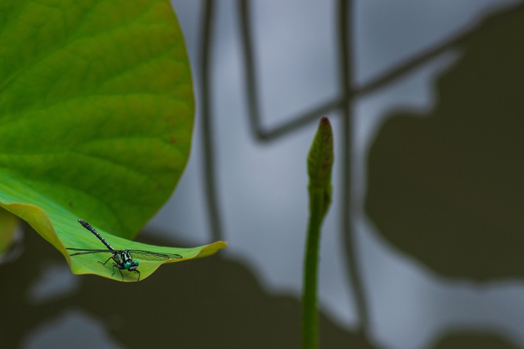 ハスの葉に羽を休めるトンボの写真
