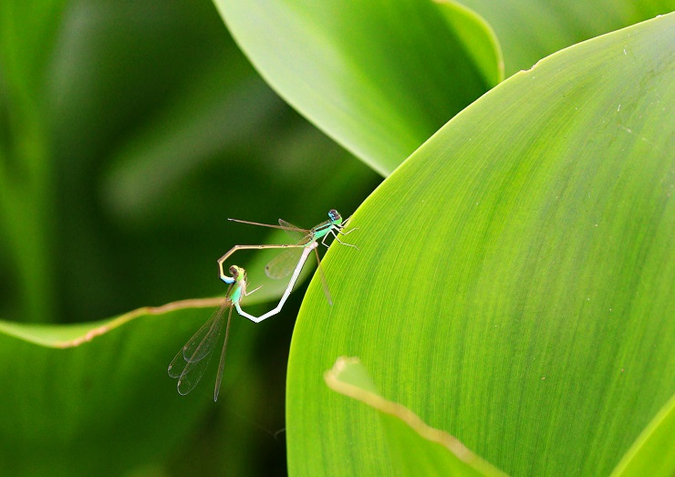 鮮やかな緑の葉の上で小さなトンボが交尾をしている写真