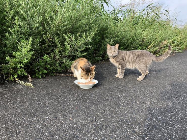 地域猫の姿