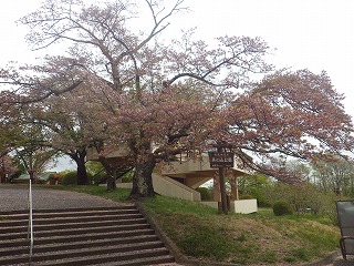 美の山公園入口にあるソメイヨシノ。花が散り今年は見納め。