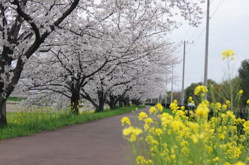 堤調節池運動公園遊歩道