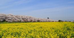 権現堂公園の画像