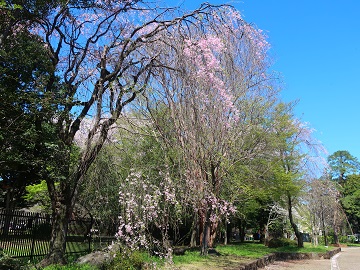 枝垂れ桜の木